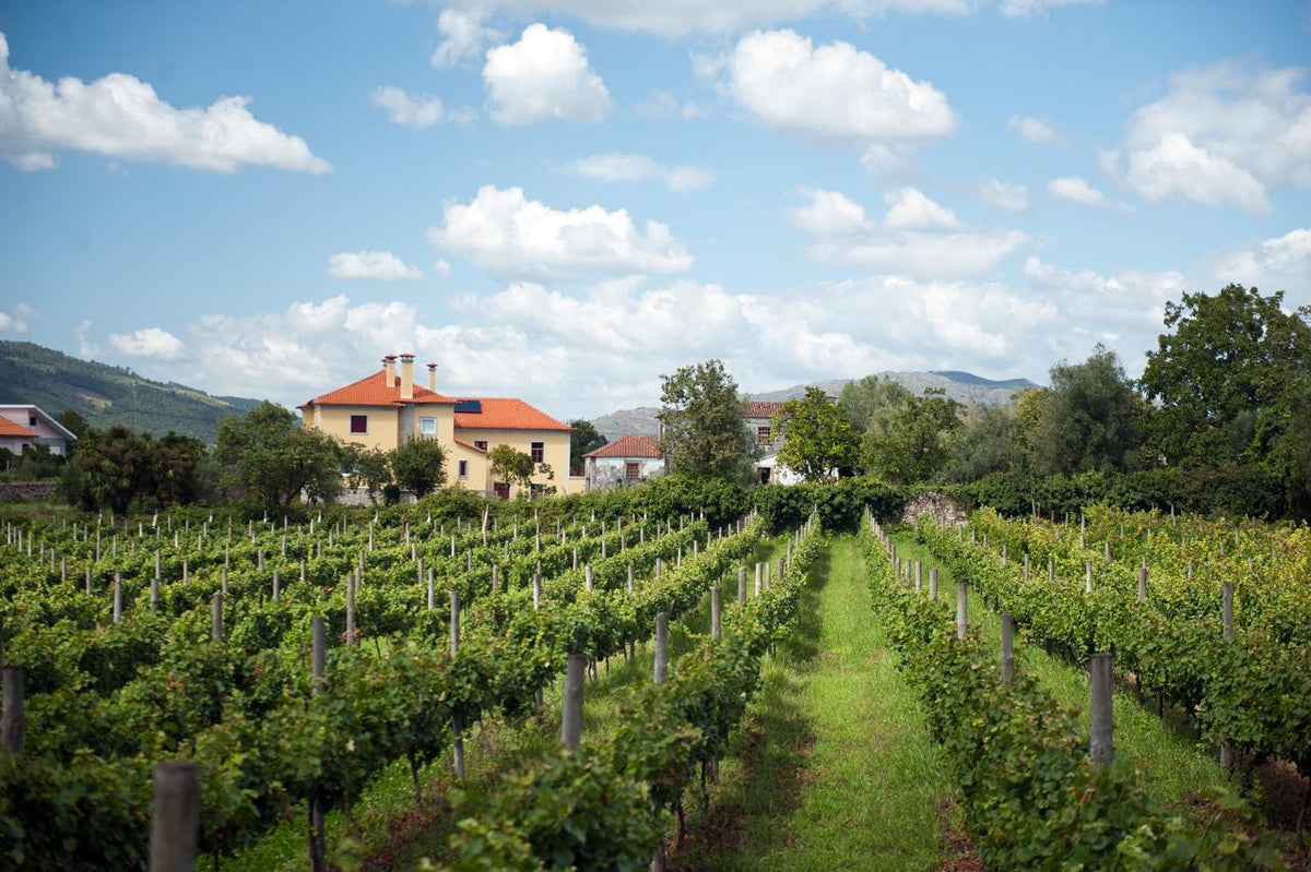 Vinha dos 9 - Quinta do Agrelo